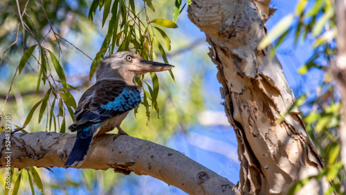 Canvas Print Blue Winged Kookaburra sitting on a branch showing off his colours