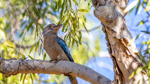Blue Winged Kookaburra sitting on a branch showing off his colours.