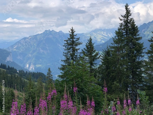 Best of Swiss Alps, between Murren and Lauterbrunnen, Switzerland, summer 2022. Impressive paysage with purple flowers. Beautiful Swiss landscape photos and top Switzerland views. Alpine scenery © Anastasiia