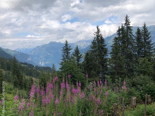 Stunning Swiss Alps, Switzerland, summer 2022. A picturesque paysage with high mountains, green trees, purple flowers and cloudy sky © Anastasiia