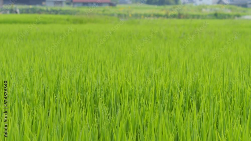Midsummer rural rice paddies in Japan, beautiful green growing rice plants swaying in the wind. Midsummer rural rice paddies in Japan, beautiful green growing rice plants swaying in the wind.
