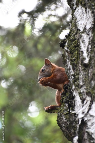Squirrel on a tree © Katarzyna