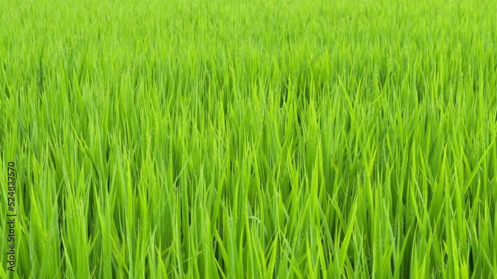 Midsummer rural rice paddies in Japan, beautiful green growing rice plants swaying in the wind. Midsummer rural rice paddies in Japan, beautiful green growing rice plants swaying in the wind.