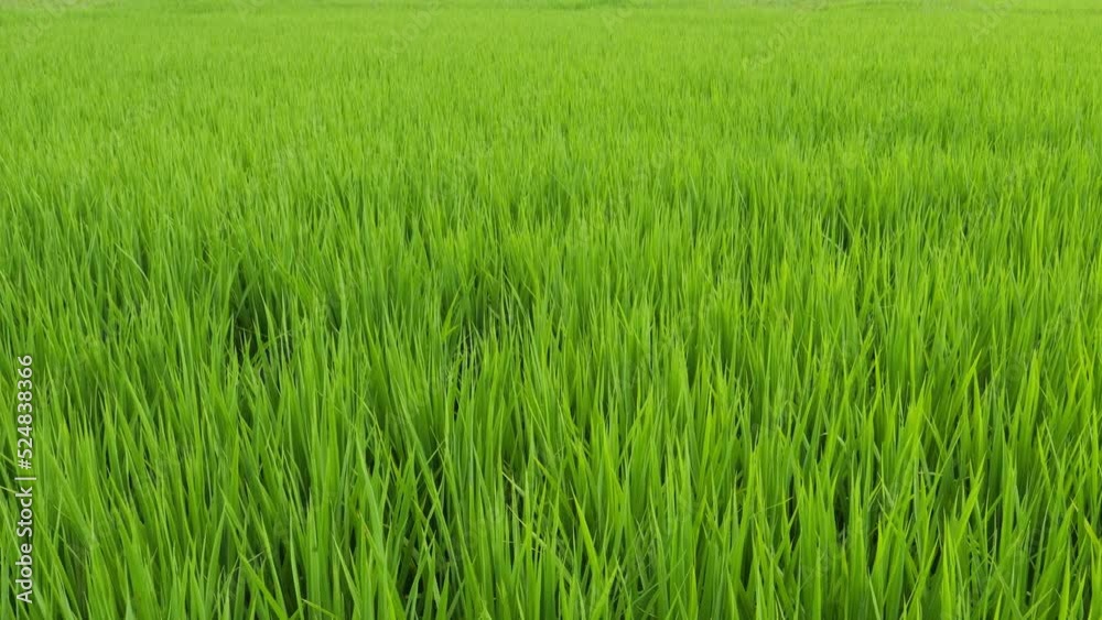 Midsummer rural rice paddies in Japan, beautiful green growing rice plants swaying in the wind. Midsummer rural rice paddies in Japan, beautiful green growing rice plants swaying in the wind.