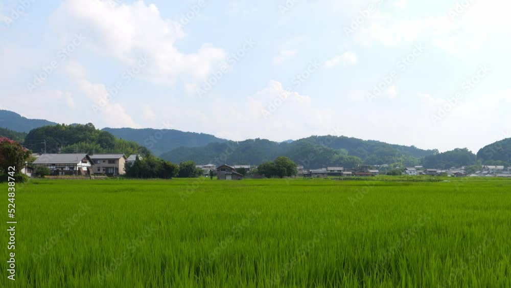 Japan, rural countryside in mid-summer, with large amounts of green growing rice plants in the vicinity. Japan, rural countryside in mid-summer, with large amounts of green growing rice plants in the vicinity.