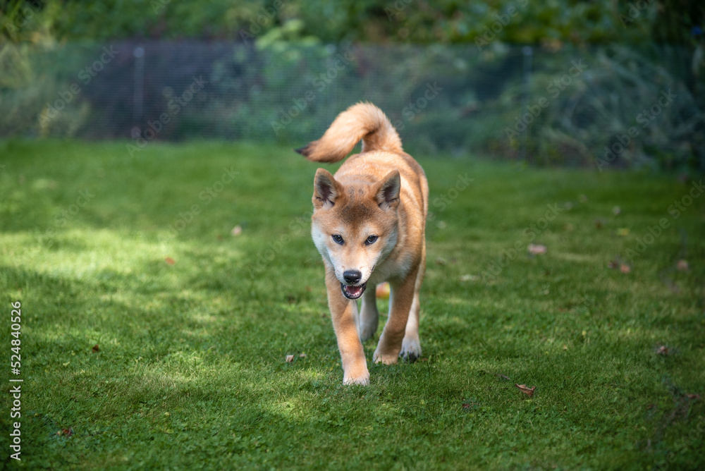 Shiba inu puppy is running on the grass on sunny summer day