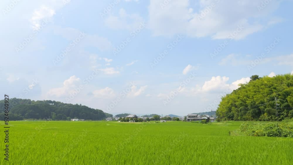 Japan, rural countryside in mid-summer, with large amounts of green growing rice plants in the vicinity. Japan, rural countryside in mid-summer, with large amounts of green growing rice plants in the vicinity.