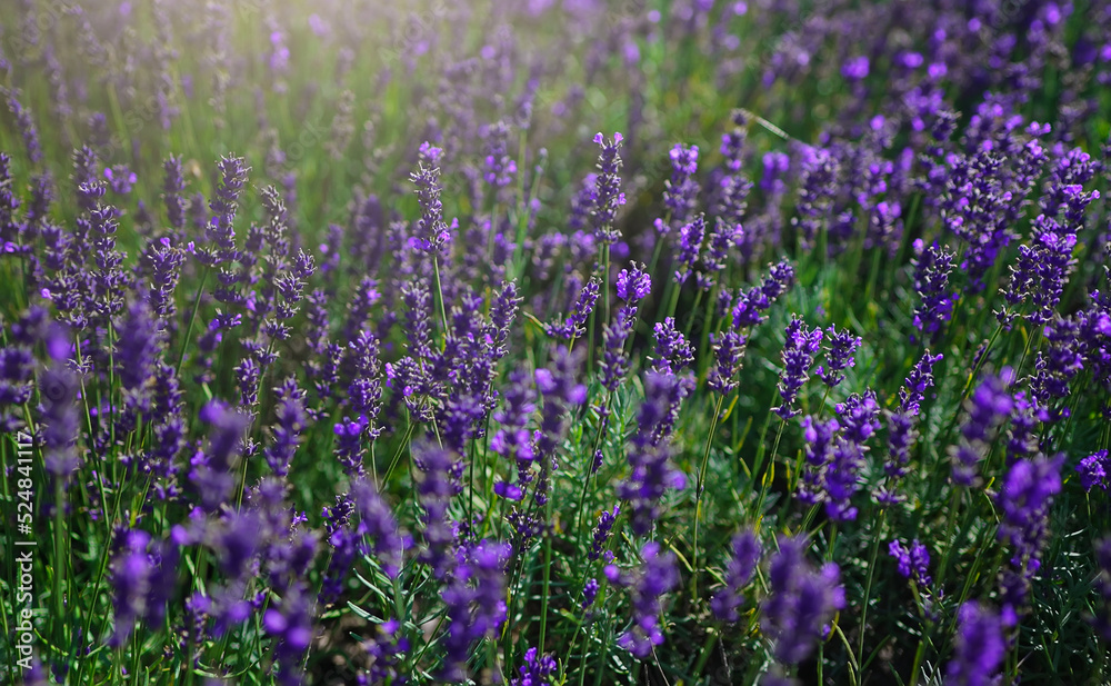 Lavender fields at sunset in the summer.