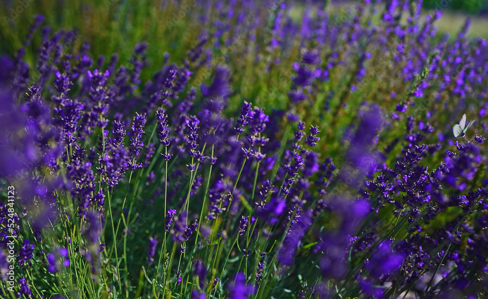 Lavender fields at sunset in the summer. Lavender fields at sunset in the summer.