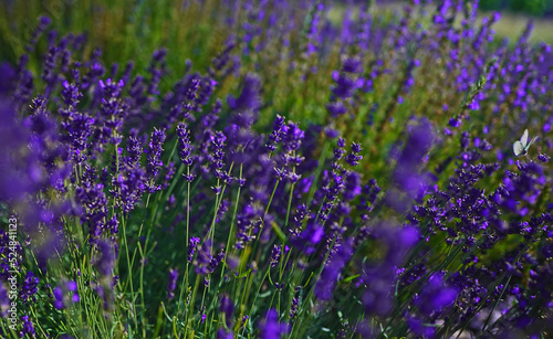 Lavender fields at sunset in the summer.