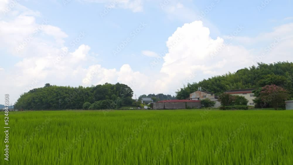 Japan, rural countryside in mid-summer, with large amounts of green growing rice plants in the vicinity. Japan, rural countryside in mid-summer, with large amounts of green growing rice plants in the vicinity.