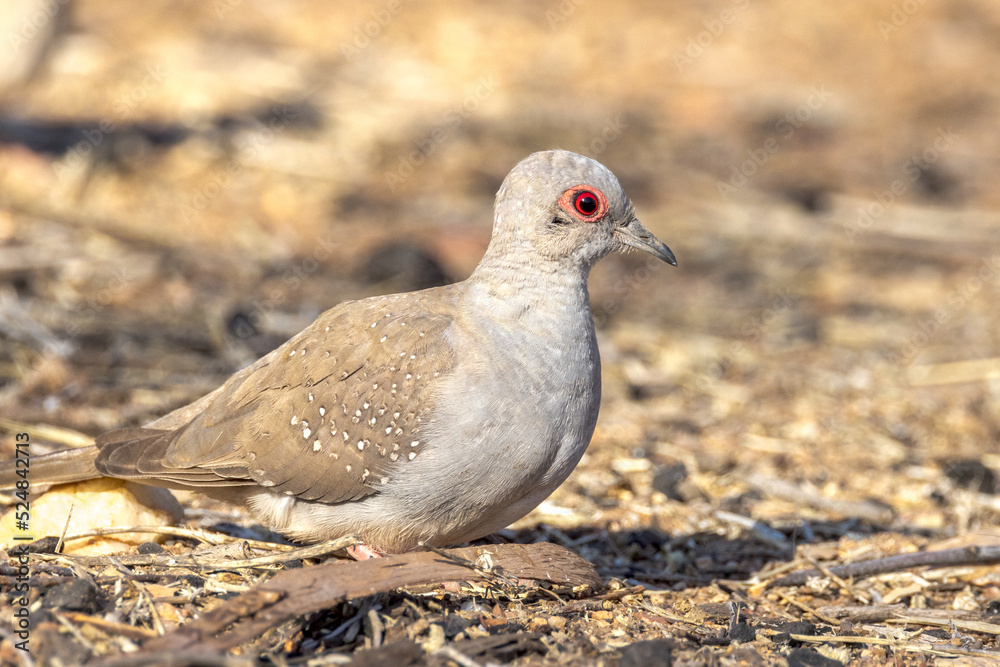 Diamond Dove in Northern Territory Australia Diamond Dove in Northern Territory Australia