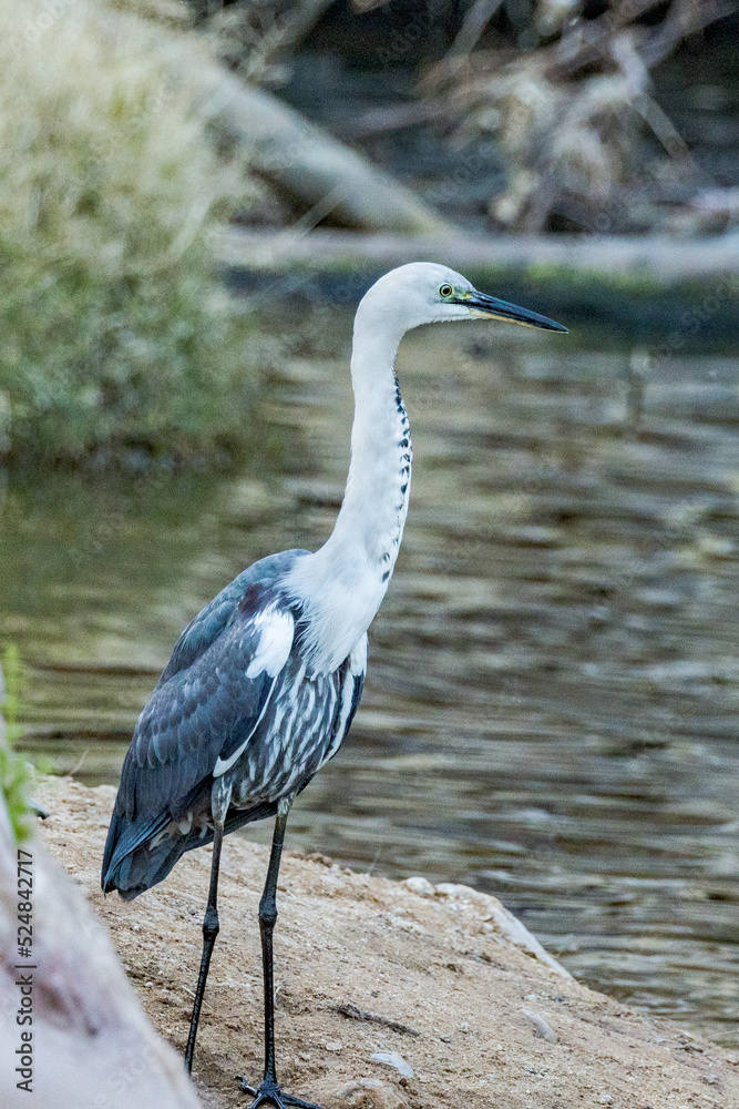White-necked Heron in Northern Territory Australia White-necked Heron in Northern Territory Australia