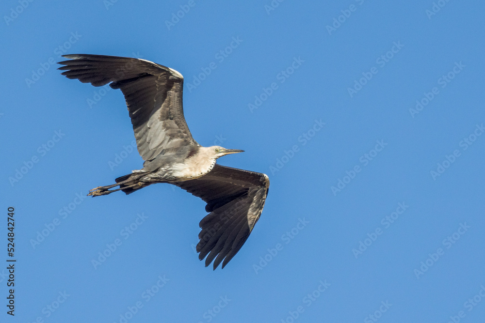 Fototapeta premium White-necked Heron in Northern Territory Australia