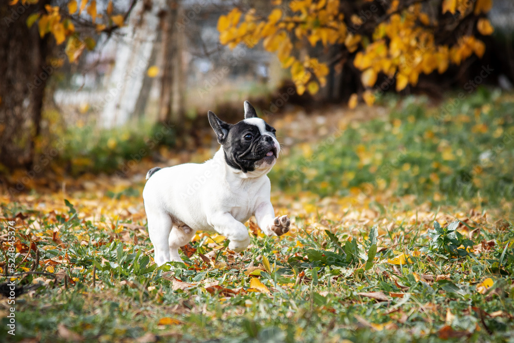 small black and white French bulldog puppy runs in the park small black and white French bulldog puppy runs in the park
