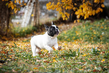 Leinwandbilder Französische Bulldogge Bulldoggen-Welpe rennt durch den Park  © Dragomira