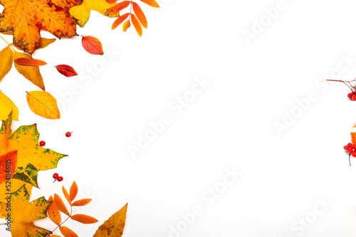 Autumn border  yellow maple leaves isolated on white  copy the space on the right side