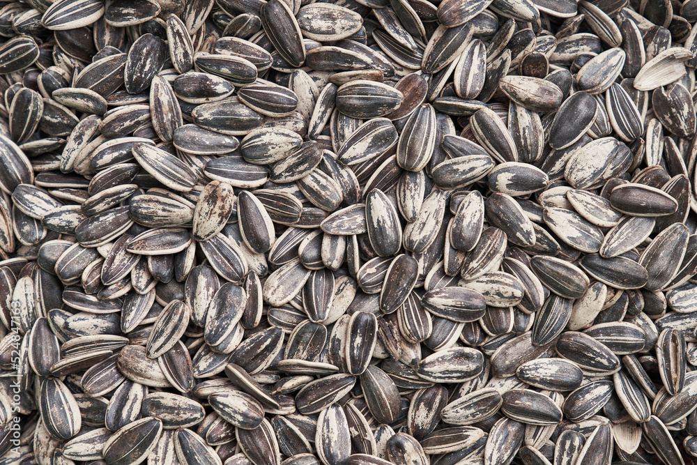 Beautiful sunflower seeds image Beautiful sunflower seeds image