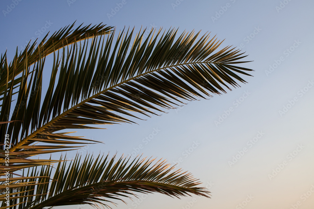 palm tree leaves against sky