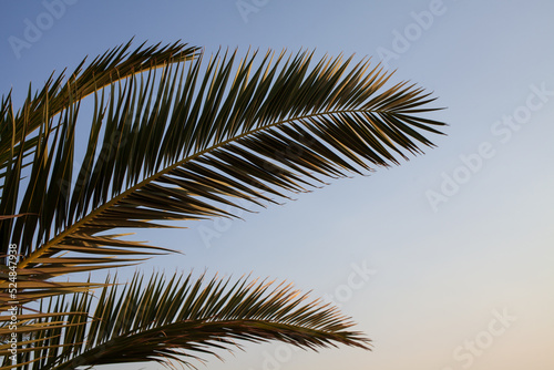palm tree leaves against sky © perminoffa