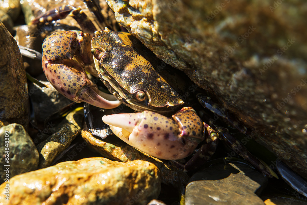 sea crab hid in the rocks sea crab hid in the rocks