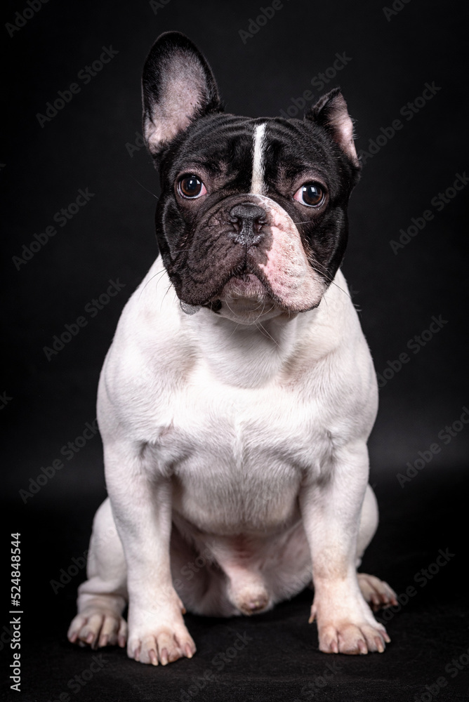 portrait of the white french bulldog dog