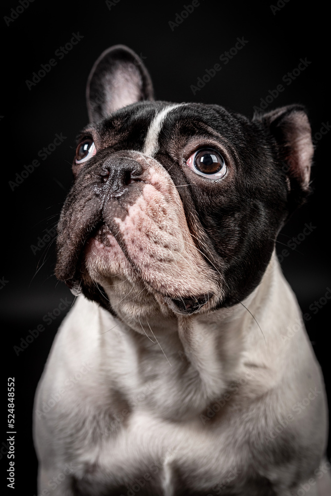 portrait of the white french bulldog dog