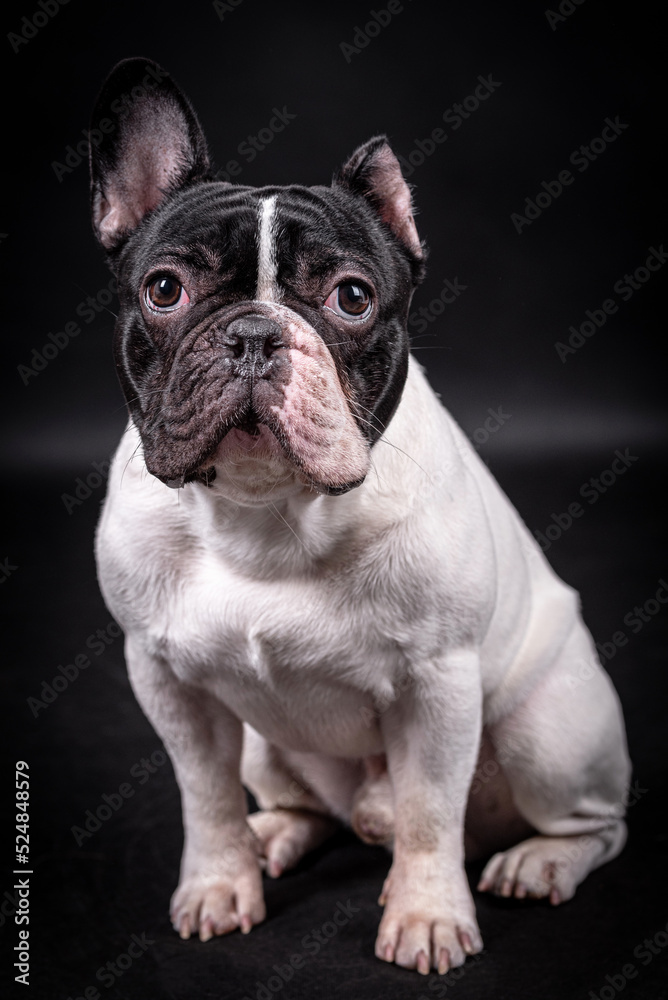 portrait of the white french bulldog dog