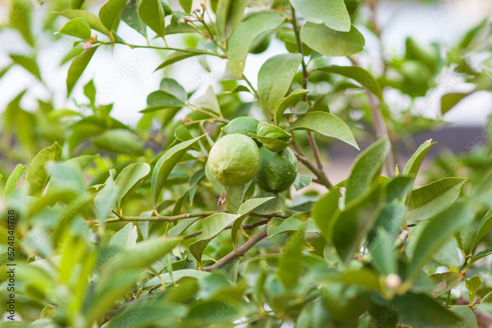 lime tree with fruits