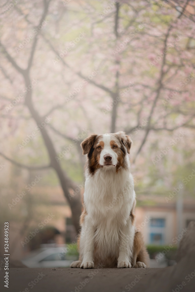 Portrait of the beautiful Aussie Australian Shepherd Dog on Spring with a cherry blossom Portrait of the beautiful Aussie Australian Shepherd Dog on Spring with a cherry blossom