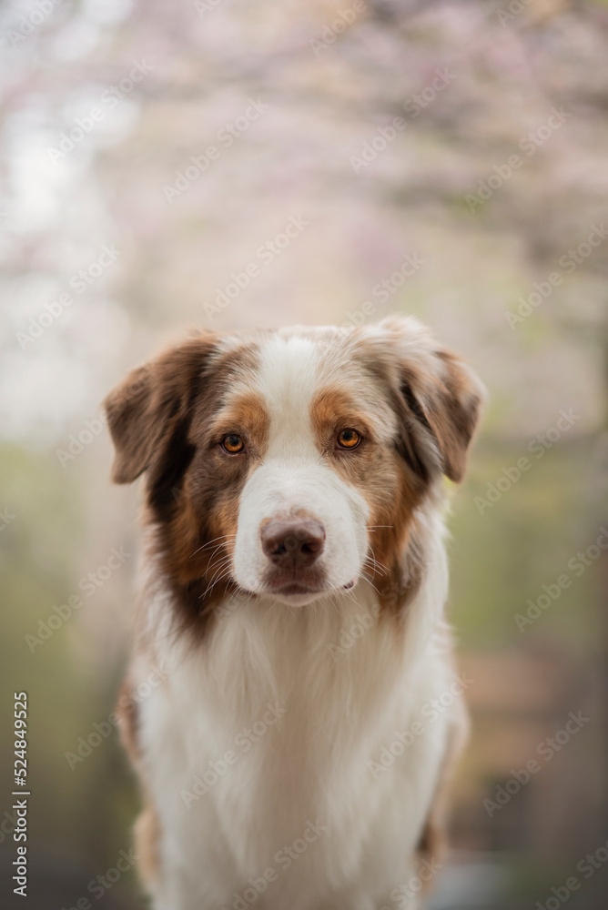 Portrait of the beautiful Aussie Australian Shepherd Dog on Spring with a cherry blossom 