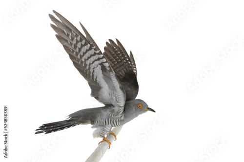 Cuckoo flaps its wings isolated on white background