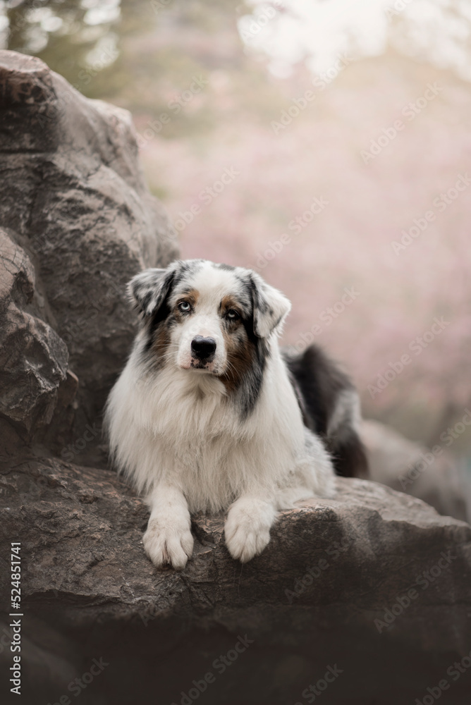 Portrait of the beautiful Aussie Australian Shepherd Dog in Spring with a cherry blossom