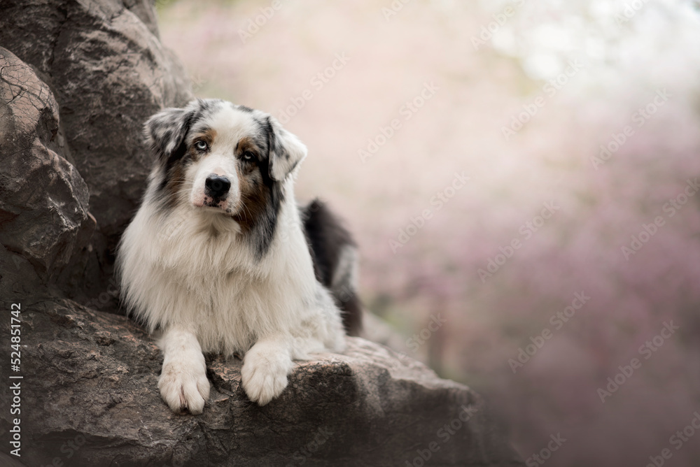 Portrait of the beautiful Aussie Australian Shepherd Dog in Spring with a cherry blossom