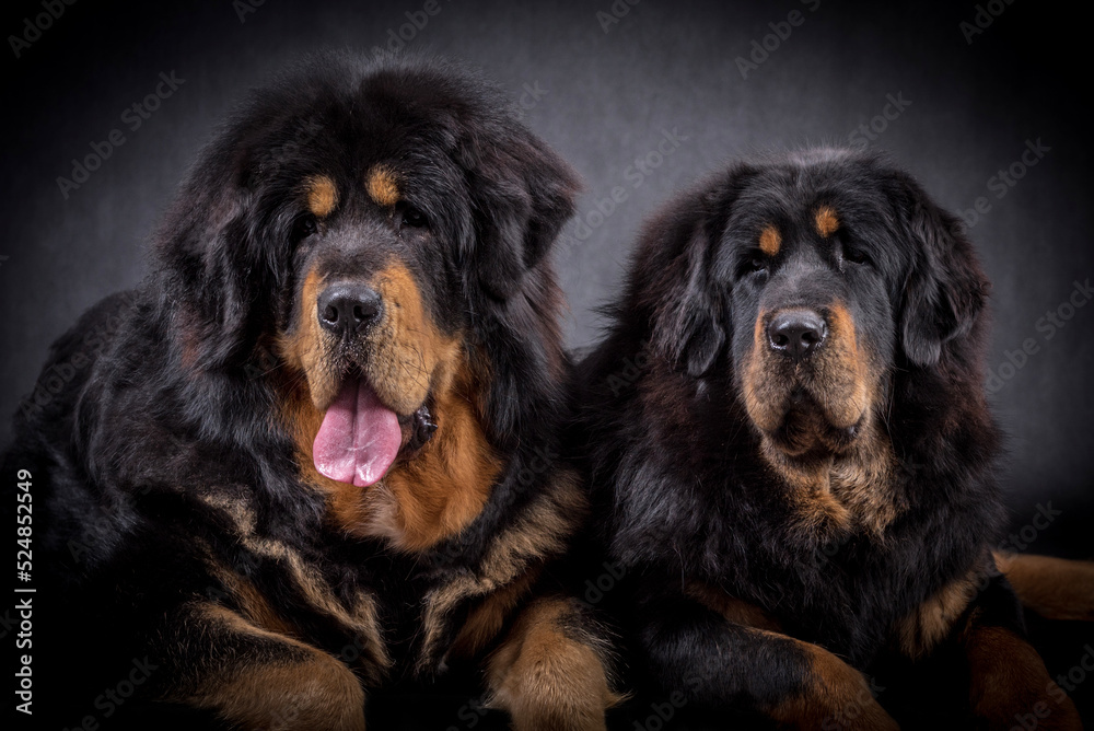 portrait of the black Tibetan Mastiff Dog