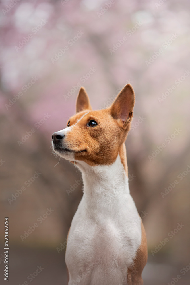Portrait of the beautiful  Basenji Dog in Spring with a cherry blossom