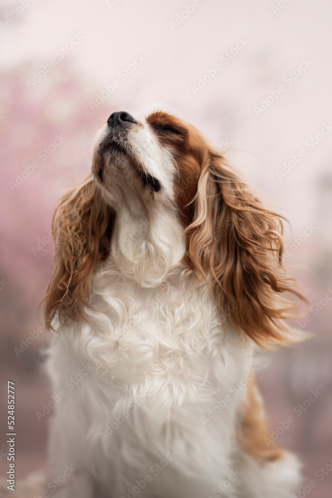 Portrait of the beautiful King Charles Spaniel Dog on Spring with a cherry blossom