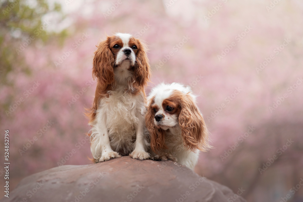 Portrait of the beautiful King Charles Spaniel Dog on Spring with a cherry blossom
