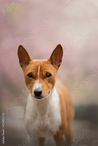 Portrait of the beautiful Basenji Dog in Spring with a cherry blossom 