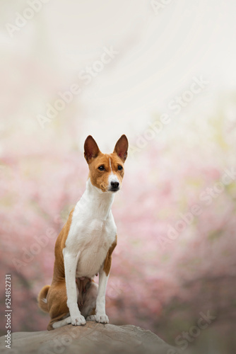 Portrait of the beautiful Basenji Dog in Spring with a cherry blossom