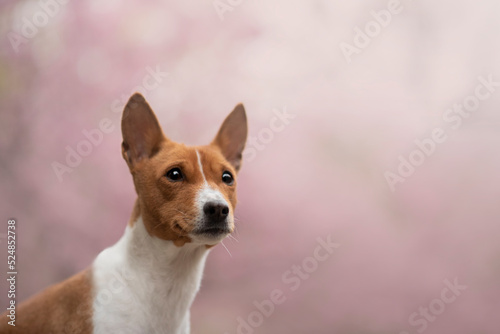 Portrait of the beautiful Basenji Dog in Spring with a cherry blossom