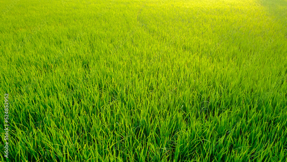 Green paddy rice plantation field morning sun rise with fog