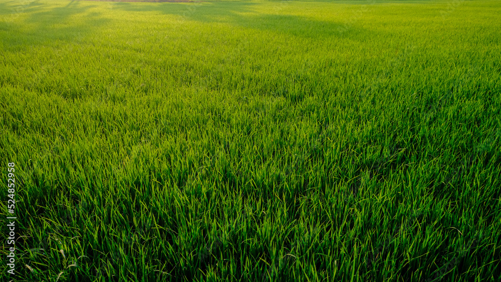 Fototapeta premium Green paddy rice plantation field morning sun rise with fog