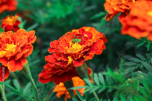 Marigolds growing in the garden. Flowers. Photo of nature.