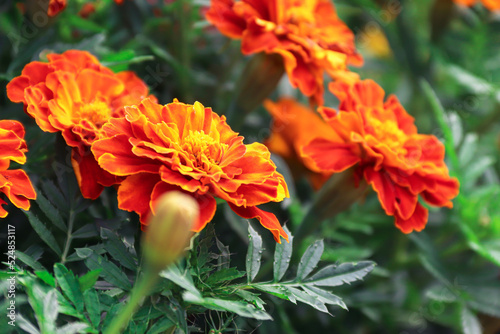 Marigolds growing in the garden. Flowers. Photo of nature.