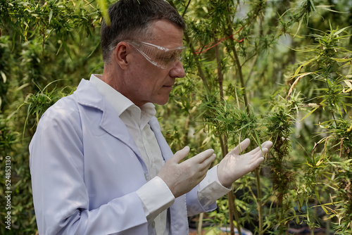 Scientists wearing masks, glasses and gloves use laptops to examine cannabis plants in greenhouses. Concept of alternative herbal medicine, pharmaceutical industry