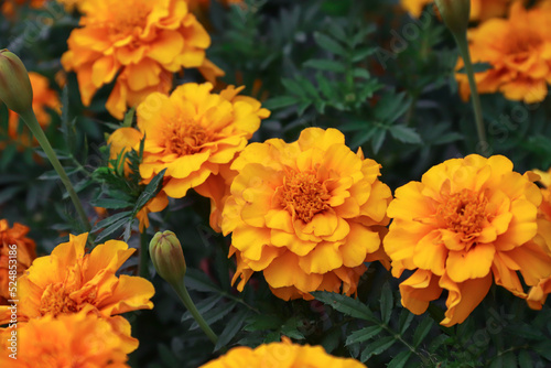 Marigolds growing in the garden. Flowers. Photo of nature.
