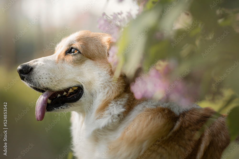 Beautiful Portrait of tan happy Welsh Corgi on nature with flowers Beautiful Portrait of tan happy Welsh Corgi on nature with flowers