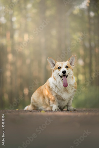 Beautiful Portrait of tan happy Welsh Corgi on nature with flowers