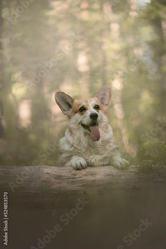 Beautiful Portrait of tan happy Welsh Corgi on nature with flowers